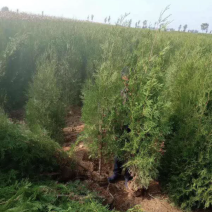 大田侧柏，杯苗侧柏，质量保障，宝成活率，基地供应