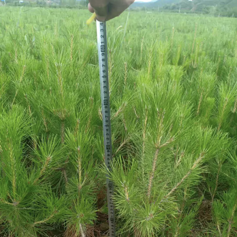 杯苗油松树形优美，山区旱地苗，成活率高