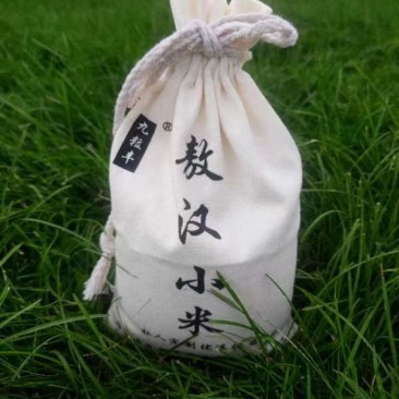 敖汉小米