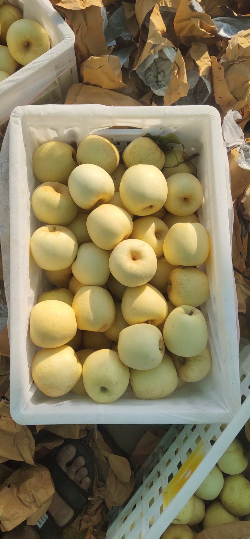 维纳斯黄金苹果