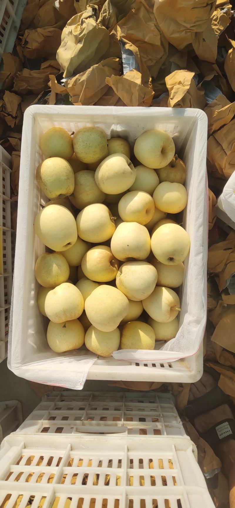维纳斯黄金苹果
