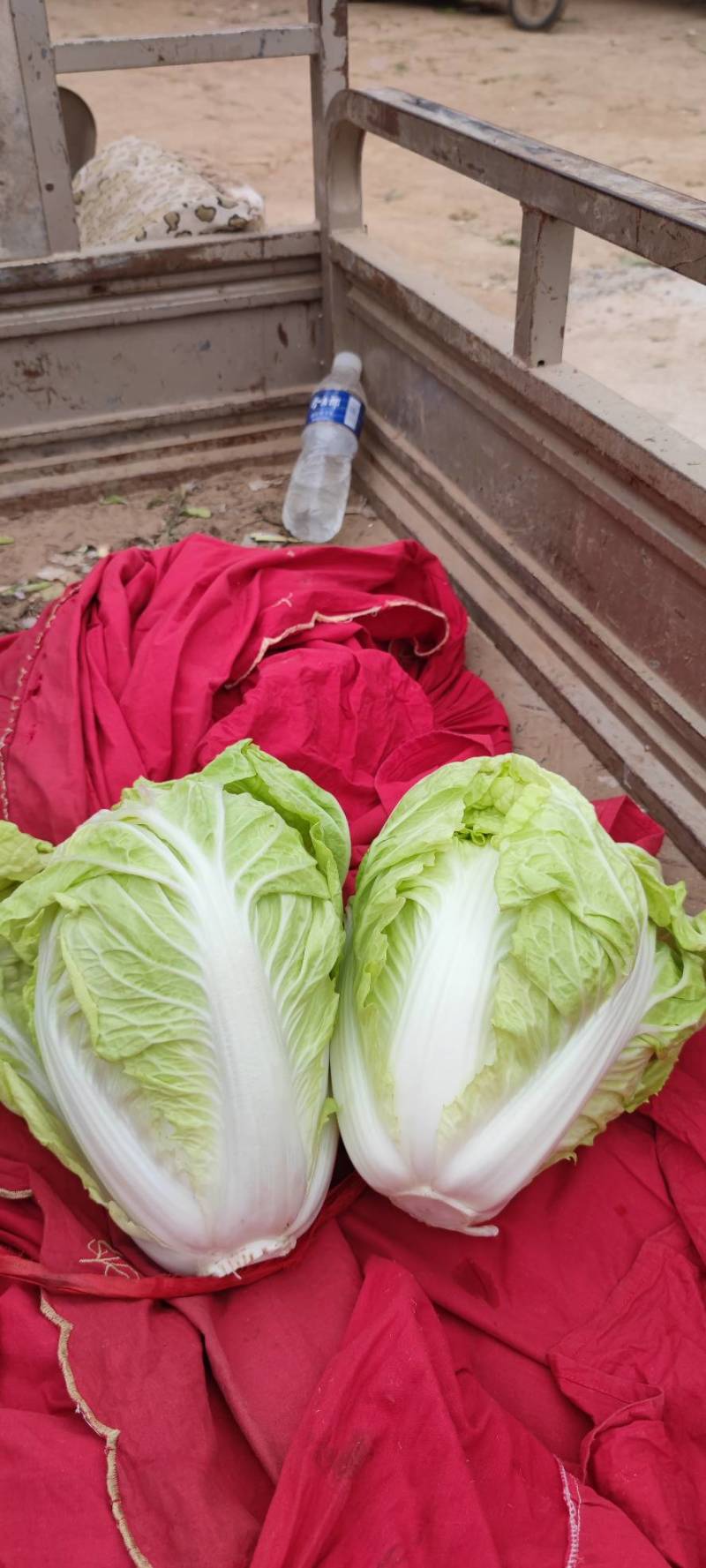 夏阳白菜二到三斤[火爆中]大量上市净菜上车干净整洁。