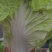 夏阳白菜二到三斤[火爆中]大量上市净菜上车干净整洁。