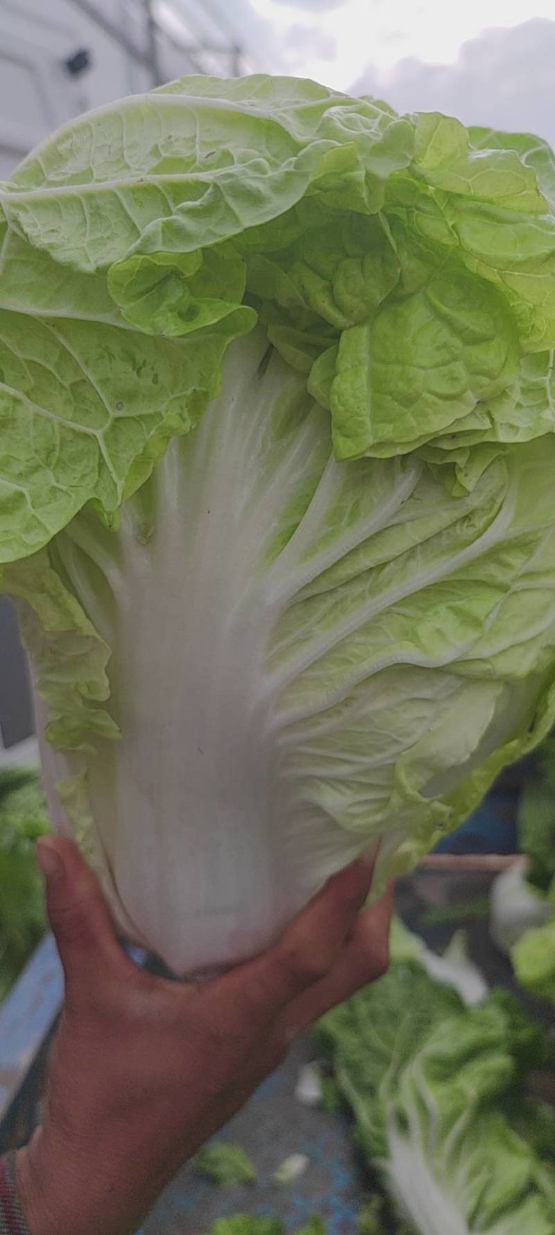 夏阳白菜二到三斤[火爆中]大量上市净菜上车干净整洁。