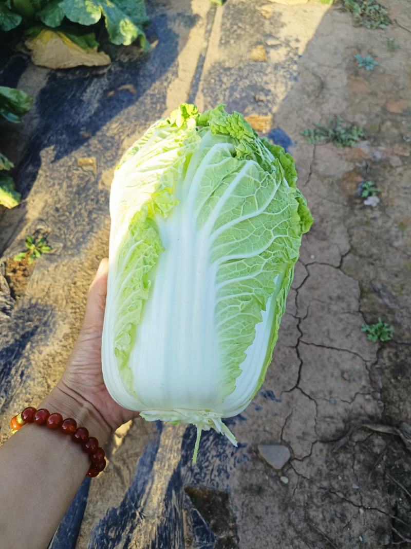 百亩娃娃菜大量上市了