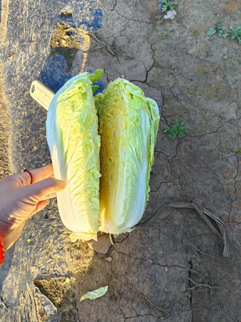 百亩娃娃菜大量上市了