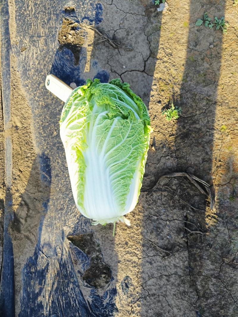 百亩娃娃菜大量上市了
