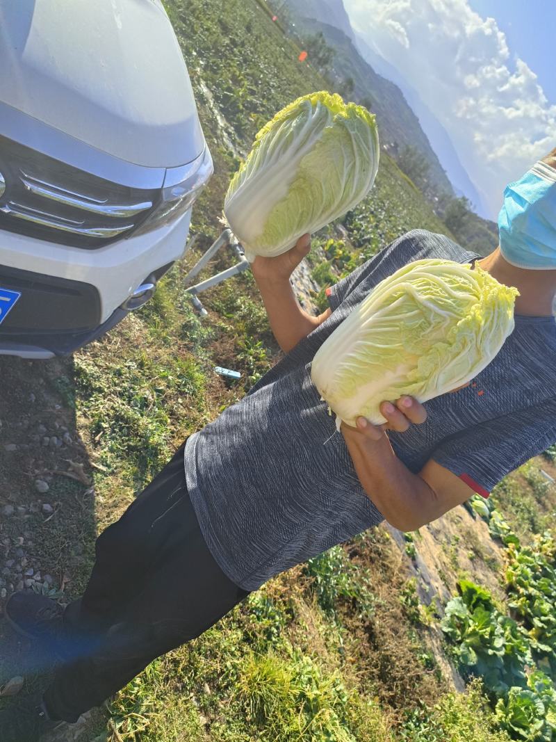 百亩娃娃菜大量上市了