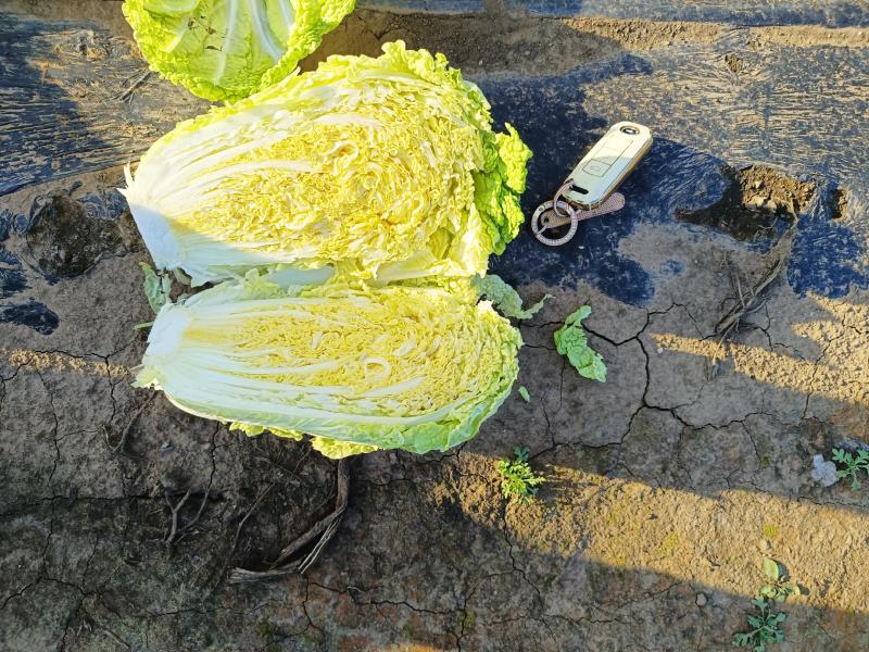 百亩娃娃菜大量上市了