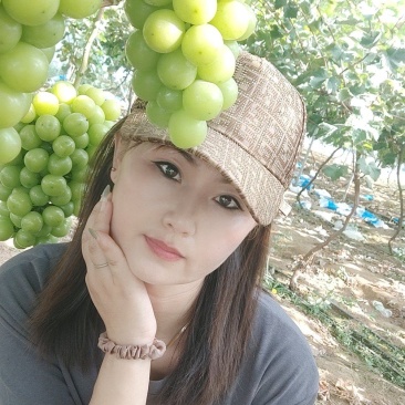 阳光玫瑰树苗