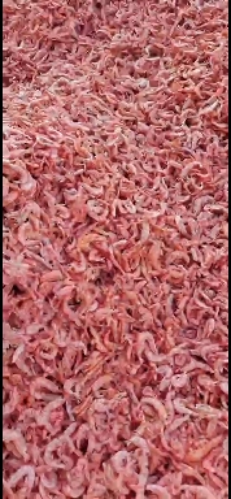 辉隆辉水产品有限公司长期加工磷虾，磷虾米等，