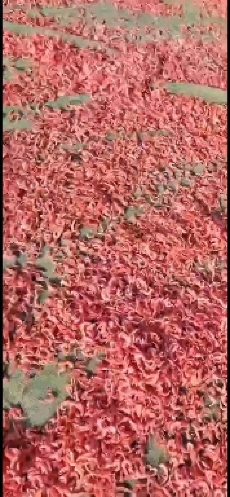 辉隆辉水产品有限公司长期加工磷虾，磷虾米等，