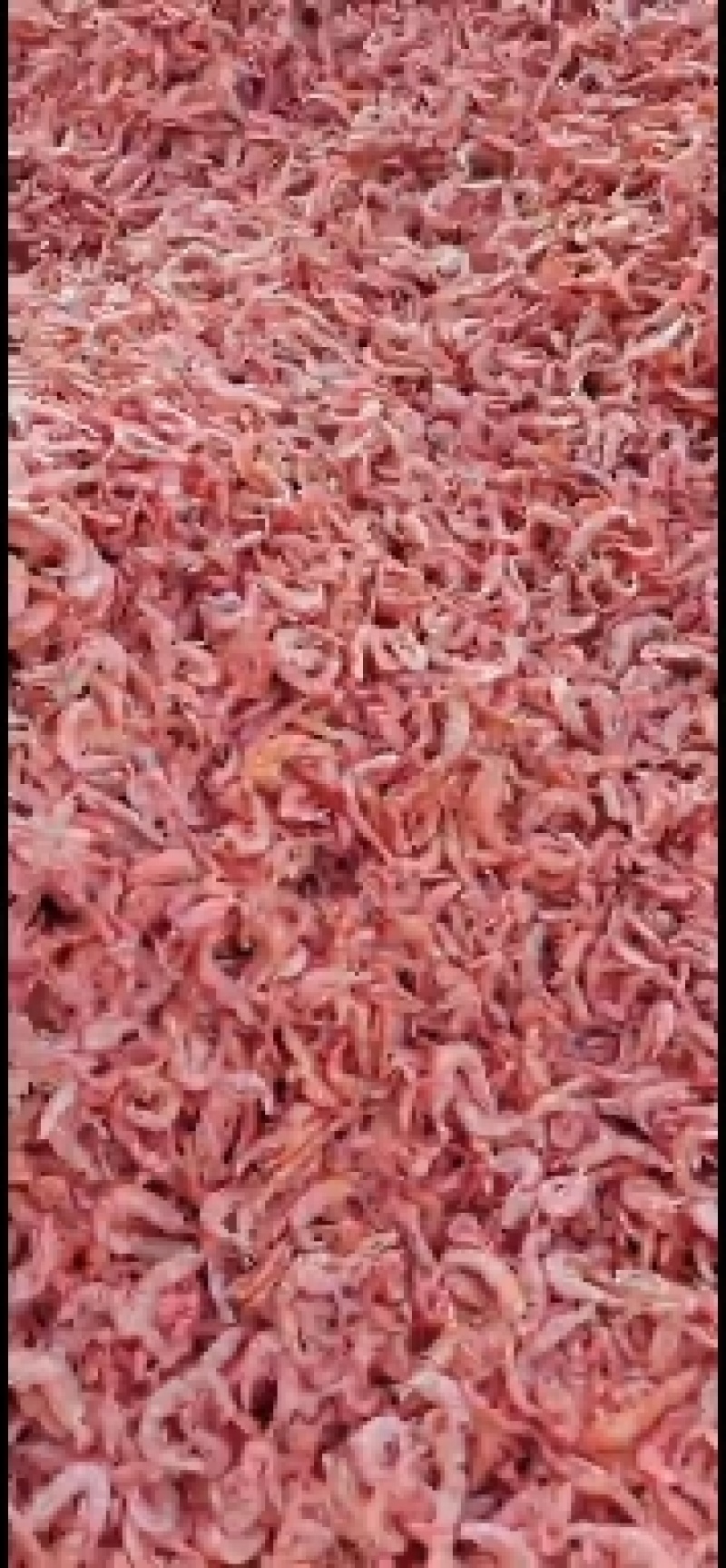 辉隆辉水产品有限公司长期加工磷虾，磷虾米等，