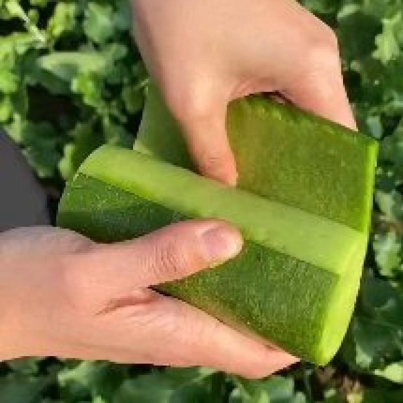 山东潍坊水果萝卜大量上市供货至春节农户负责拨萝卜装车免费