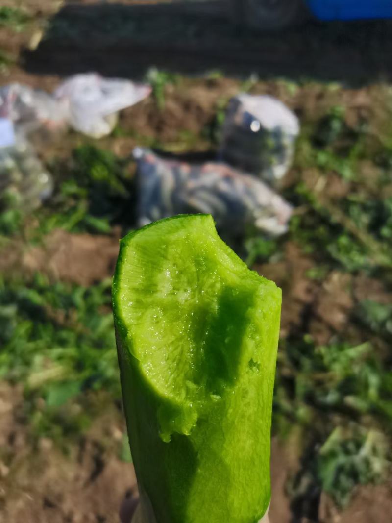 山东潍坊水果萝卜大量上市供货至春节农户负责拨萝卜装车免费