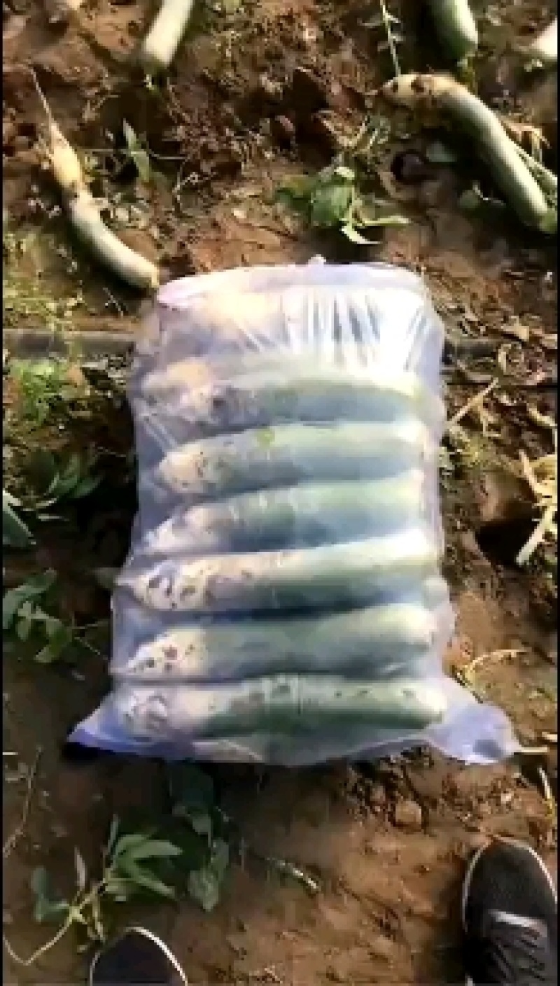 山东潍坊水果萝卜大量上市供货至春节农户负责拨萝卜装车免费
