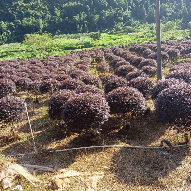 红继木球80～150公分冠