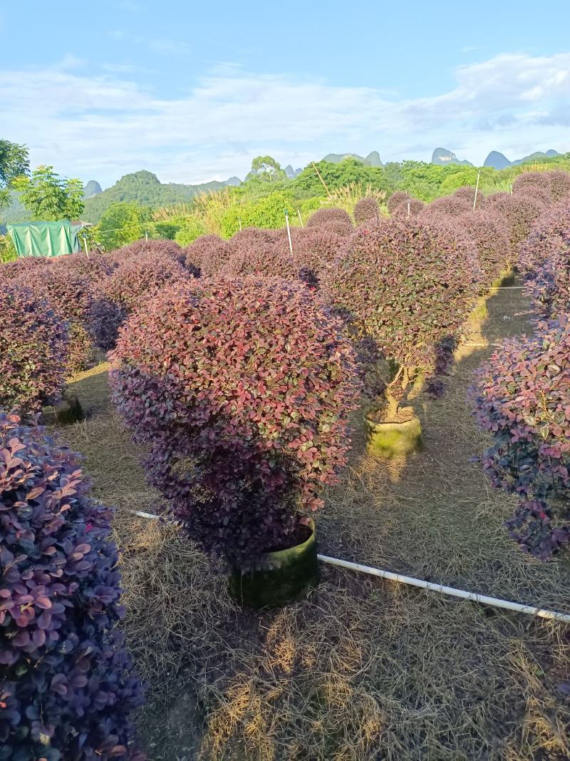 红继木球80～150公分冠