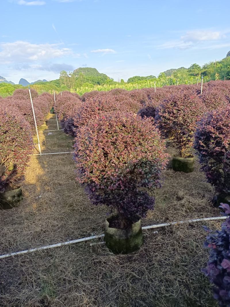 红继木球80～150公分冠