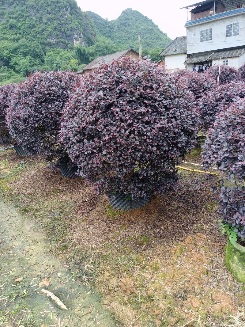 红继木球80～150公分冠
