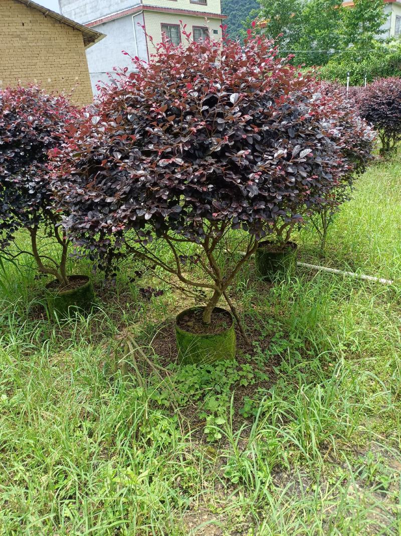 红继木球80～150公分冠