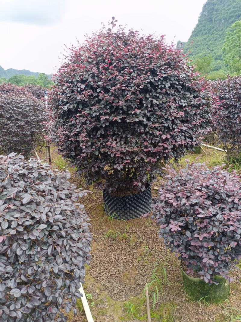 红继木球80～150公分冠