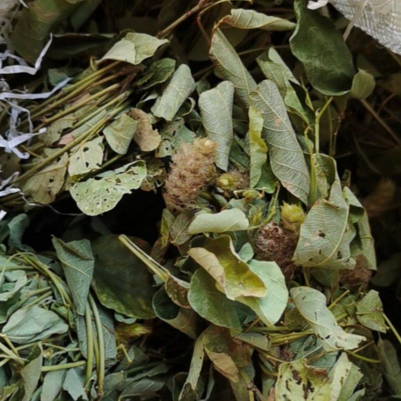 广西野生狸尾草，降！降！降价了！便宜卖！量大可以优惠！