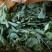 广西野生狸尾草，降！降！降价了！便宜卖！量大可以优惠！
