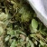广西野生狸尾草，降！降！降价了！便宜卖！量大可以优惠！
