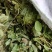 广西野生狸尾草，降！降！降价了！便宜卖！量大可以优惠！
