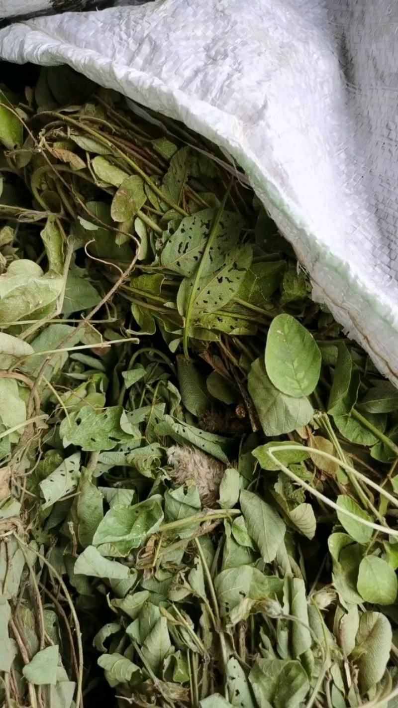 广西野生狸尾草，降！降！降价了！便宜卖！量大可以优惠！