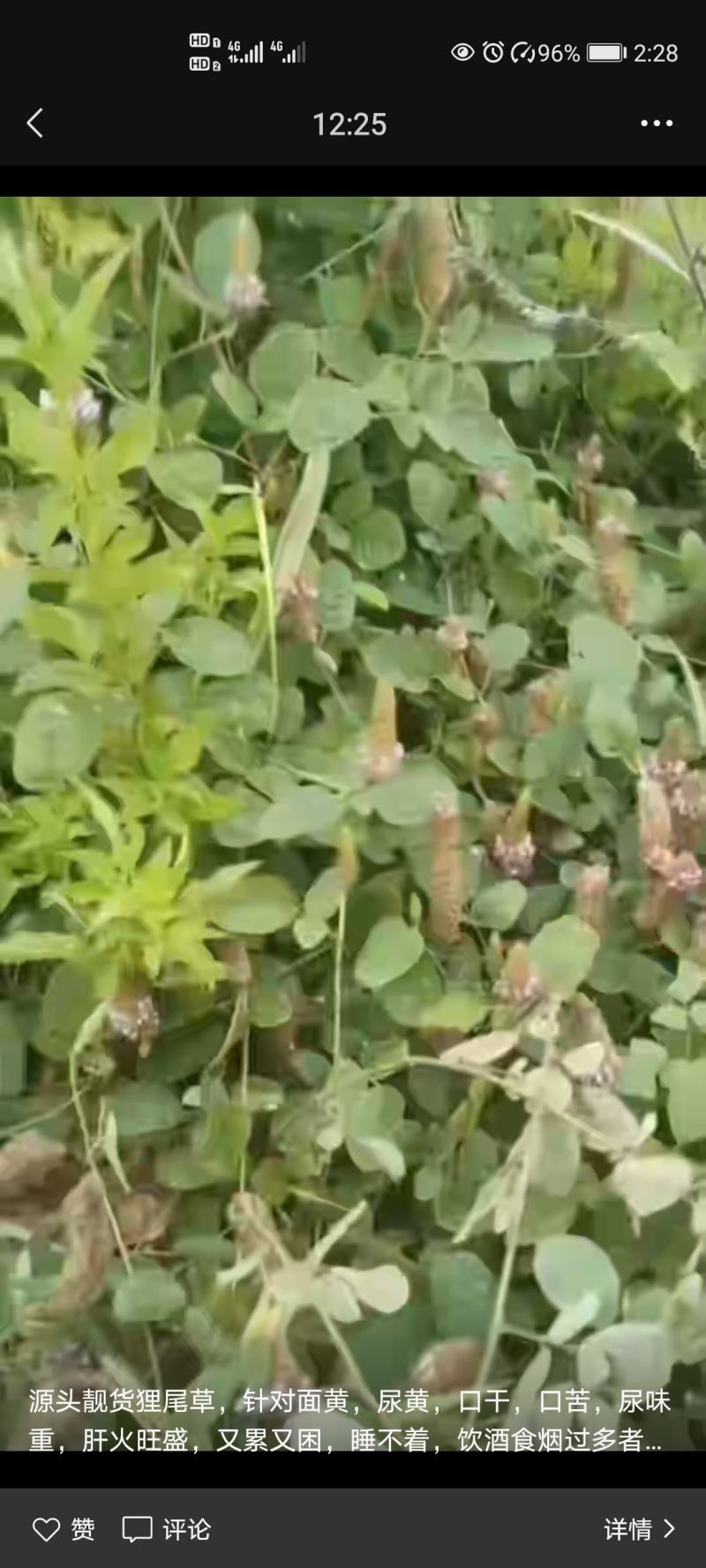 广西野生狸尾草，降！降！降价了！便宜卖！量大可以优惠！