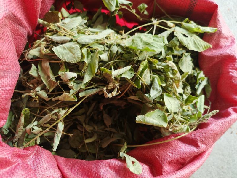广西野生狸尾草，降！降！降价了！便宜卖！量大可以优惠！