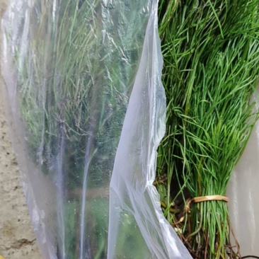 广西野生中药石寄生，现货供应，马尾草！