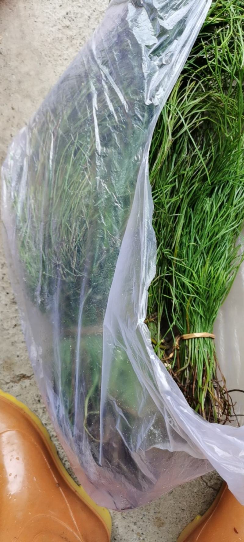 广西野生中药石寄生，现货供应，马尾草！