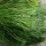 广西野生中药石寄生，现货供应，马尾草！