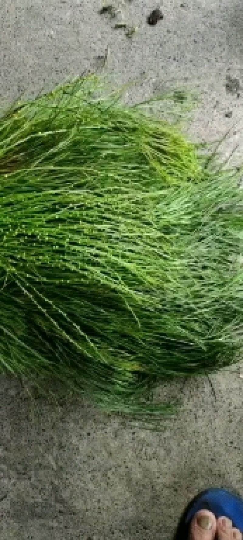 广西野生中药石寄生，现货供应，马尾草！