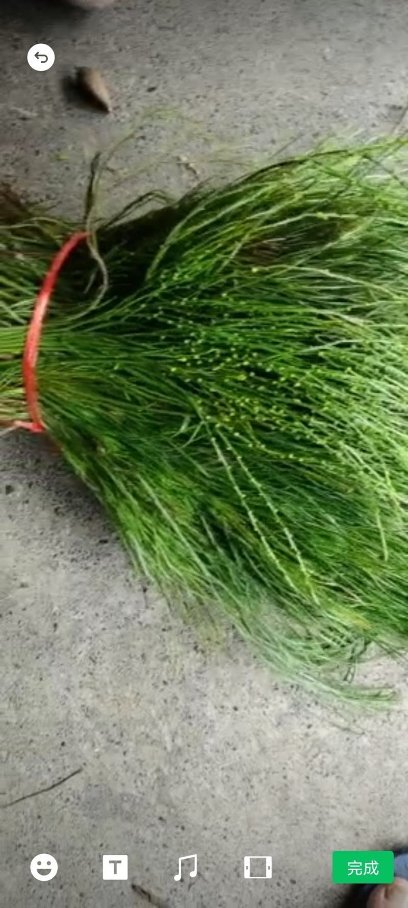 广西野生中药石寄生，现货供应，马尾草！