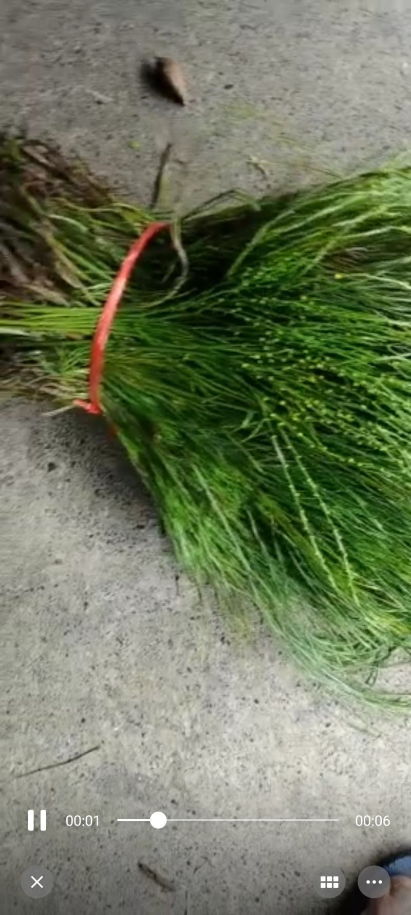 广西野生中药石寄生，现货供应，马尾草！