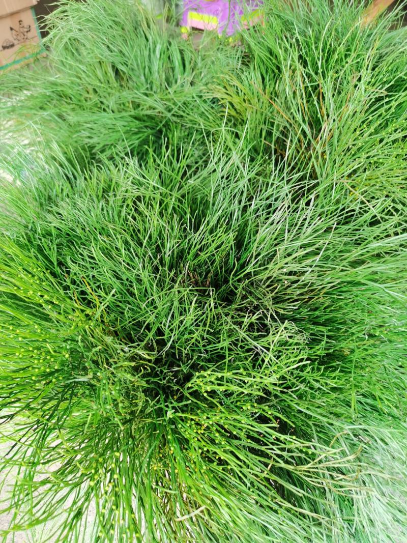 广西野生中药石寄生，现货供应，马尾草！