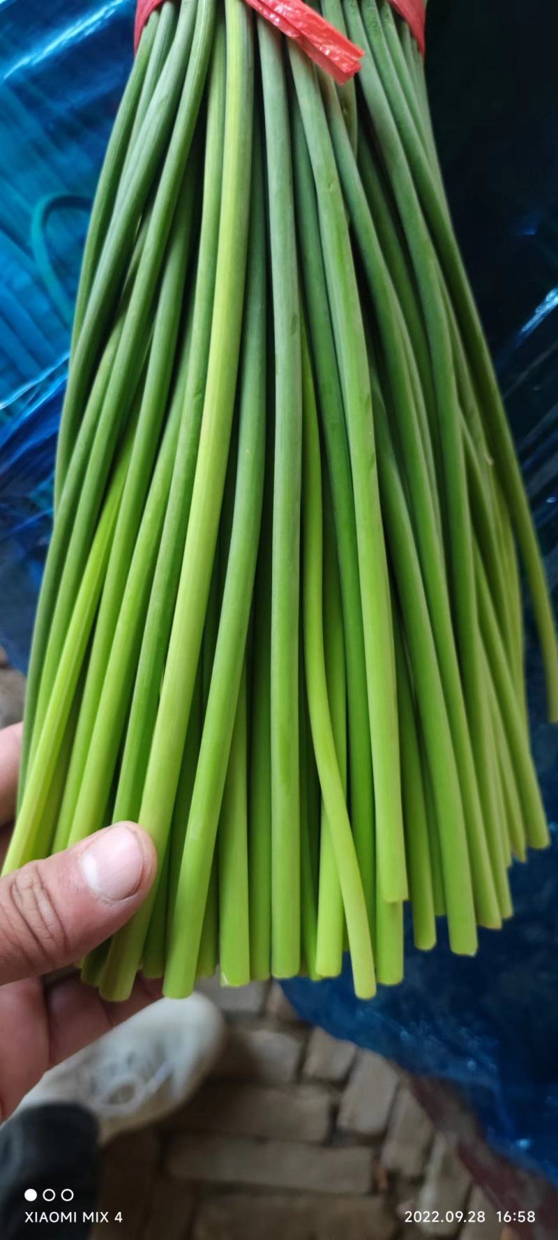 聊城~红帽蒜薹~聊城~大张本地货~全年供应