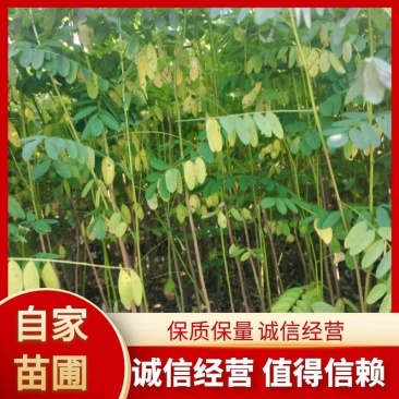 【推荐】精品辽宁抚顺清原县紫穗槐,产地供应,欢迎电话咨询