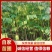 【推荐】精品辽宁抚顺清原县紫穗槐,产地供应,欢迎电话咨询