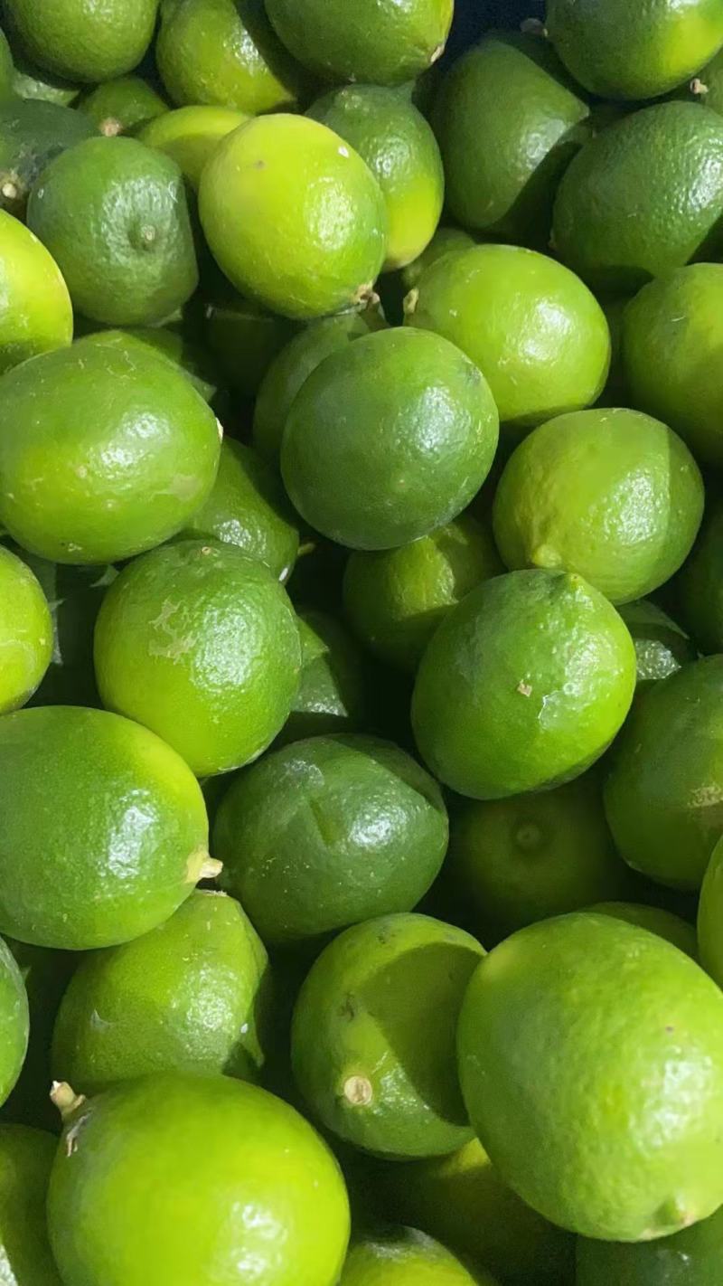 泰国无籽青柠檬塔西提品种