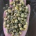 胎菊实图实拍干净无杂质颜色好欢迎大家下发文斌药业