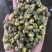 胎菊实图实拍干净无杂质颜色好欢迎大家下发文斌药业