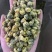 胎菊实图实拍干净无杂质颜色好欢迎大家下发文斌药业