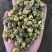 胎菊实图实拍干净无杂质颜色好欢迎大家下发文斌药业