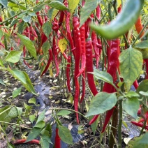 辣椒🌶️