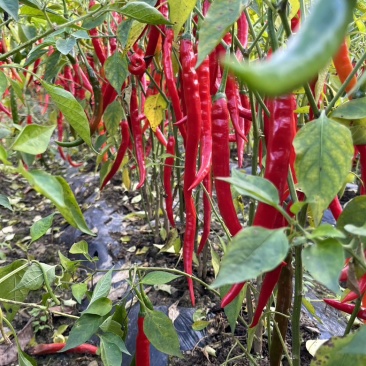 辣椒🌶️